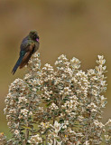 Blue-mantled Thornbill