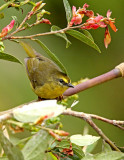 Citrine Warbler