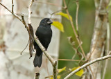 Black-billed Seed-Finch