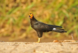 Black Caracara