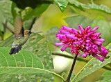 Blue-fronted Lancebill