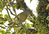 Chestnut-vented Conebill