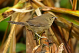 Dark-breasted Spinetail