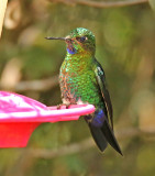 Black-breasted Puffleg