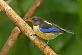 Golden-collared Honeycreeper