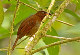 Rufous-brown Solitaire