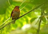 Rufous-brown Solitaire