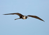 Magnificent Frigatebird