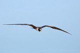 Magnificent Frigatebird