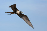 Magnificent Frigatebird