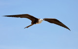 Magnificent Frigatebird