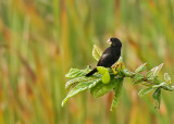 Large-billed Seed-Finch