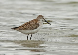 Western Sandpiper