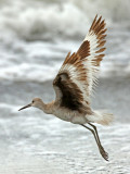 Willet