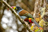 Gray-breasted Mountain-Toucan