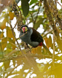 Gray-breasted Mountain-Toucan