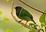 Green-and-black Fruiteater