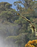 Hooded Mountain-Tanager