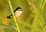 Lined Seedeater