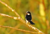 Lined Seedeater