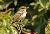 Willow Flycatcher