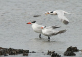 Caspian Tern