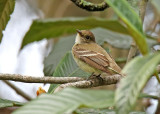 Alder Flycatcher