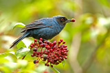 Masked Flowerpiercer