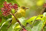 Scarlet Tanager