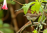 Northern Waterthrush