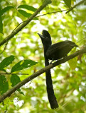 Long-wattled Umbrellabird