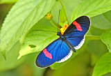 Heliconius erato