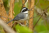 Black-capped Sparrow