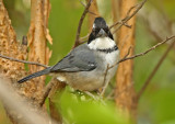 Black-capped Sparrow