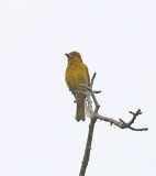 Tooth-billed Tanager