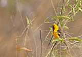 White-edged Oriole