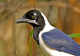 White-tailed Jay