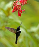 Collared Inca