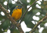 Lacrimose Mountain-Tanager