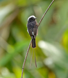 Long-tailed Tyrant