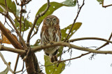 Pacific Pygmy-Owl