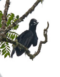 Amazonian Umbrellabird