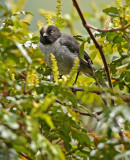 Black-headed Hemispingus