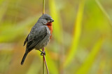 Chestnut-bellied Seedeater