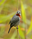 Chestnut-bellied Seedeater