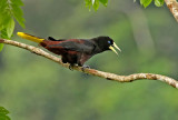 Crested Oropendola