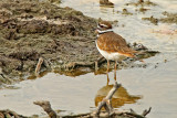 Killdeer