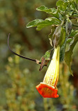 Black-tailed Trainbearer