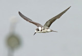 Black Tern