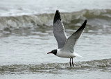 Laughing Gull